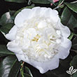 CAMELLIA JAP 'SNOW CHAN' 3G