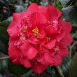 CAMELLIA JAP 'RED FELLOW' 3G