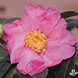 CAMELLIA SAS 'LNG ISLND PNK' 7G