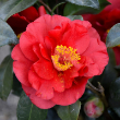 CAMELLIA JAP 'BLOOD OF CHINA' 3G