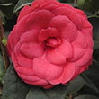 CAMELLIA X 'ARCTIC ROSE' 3G