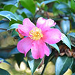 CAMELLIA SAS 'HIRYU' 3G