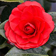 CAMELLIA SAS 'HIRYU' 15G