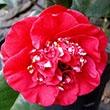 CAMELLIA X 'APRIL TRYST' RED 7G