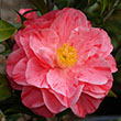 CAMELLIA JAP 'LADY LAURA RED' 1G