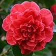 CAMELLIA JAP 'KRAMER'S BTY' 3G