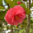 CAMELLIA JAP 'GOV. MOUTON' 3G