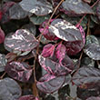 LOROPETALUM 'JAZZ HANDS VAR' 3G