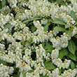 PIERIS JAP 'CAVATINE' 6G
