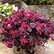 LOROPETALUM 'JAZZ HANDS BOLD' 3G