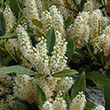DISTYLIUM 'SWING LOW' 3G