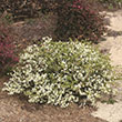 PIERIS JAP 'PASSION' 5G