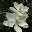 MAGNOLIA GR 'LITTLE GEM' 7G ESP