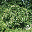 LIGUSTRUM 'NANTUCKET' 7G