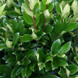 LIGUSTRUM 'DAVIDSON HARDY' 3G