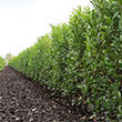 PRUNUS L 'SCHIPKAENSIS' 3G