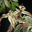 LEUCOTHOE FONT 'RAINBOW' 3G