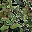 ILLICIUM 'WOODLAND RUBY' 3G