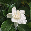 GARDENIA 'CHUCK HAYES' 3G