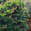 DISTYLIUM 'LINEBACKER' 7G
