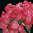 KALMIA LAT 'SARAH' 3G