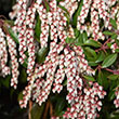 PIERIS JAP 'DOROTHY WYCOFF' 3G