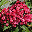 KALMIA LAT 'RASPBERRY GLOW' 3G