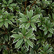 PIERIS JAP 'MT FIRE' 6G