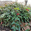 NANDINA 'HARBOUR BELLE' 3G