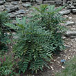 MAHONIA X 'WINTER SUN' 7G