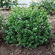 BUXUS MIC 'LITTLE MISSY' 3G