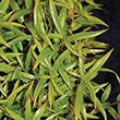 BUXUS NEWGEN 'INDEPENDENCE' 7G