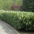 PRUNUS L 'SCHIPKAENSIS' 6G 3-4'