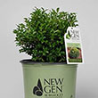 BUXUS NEWGEN 'INDEPENDENCE' 3G