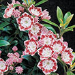 KALMIA LAT 'MINUET' 3G