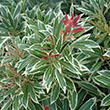 PIERIS JAP 'FIRE N ICE' 1G