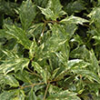 OSMANTHUS HETERO 'GOSHIKI' 3G