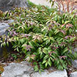 LEUCOTHOE AXILLARIS 3G