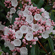 KALMIA LAT 'ELF' 3G