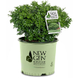 BUXUS NEWGEN 'LIBERTY BELLE' 3G