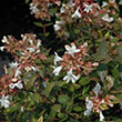 ABELIA 'LITTLE RICHARD' 3G