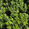 BUXUS MIC 'BABY GEM' 3G