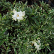 GARDENIA 'SILVER LINING' 2G
