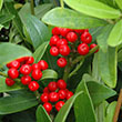 SKIMMIA JAP FEMALE 2G