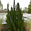 EUONYMUS J 'GREENSPIRE' 3G