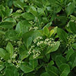 EUONYMUS K 'MANHATTAN' 7G