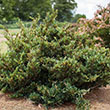 DISTYLIUM 'LINEBACKER' 3G