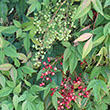 NANDINA DOMESTICA 10 3-4'