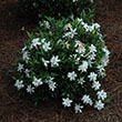 GARDENIA 'FROST PROOF' 3G