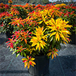 PIERIS JAP 'GLOWING HEARTS' 3G